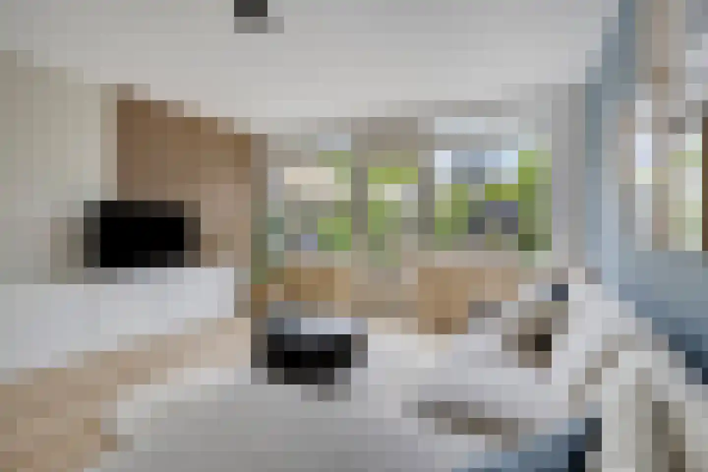 Hermelijnvlinder 7 Amersfoort thumbnail 10