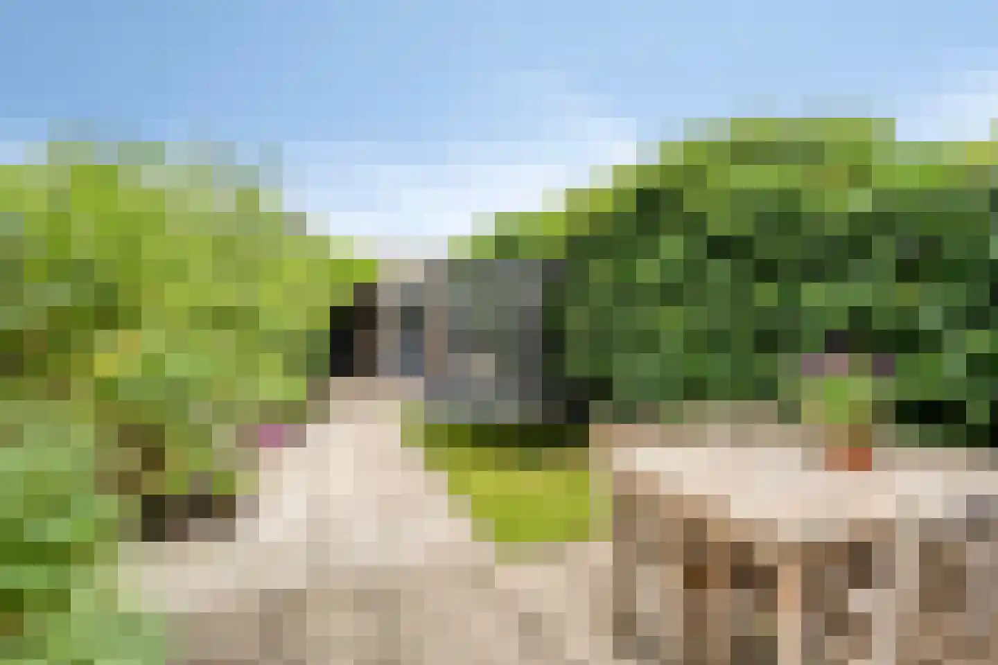 Hermelijnvlinder 7 Amersfoort thumbnail 26