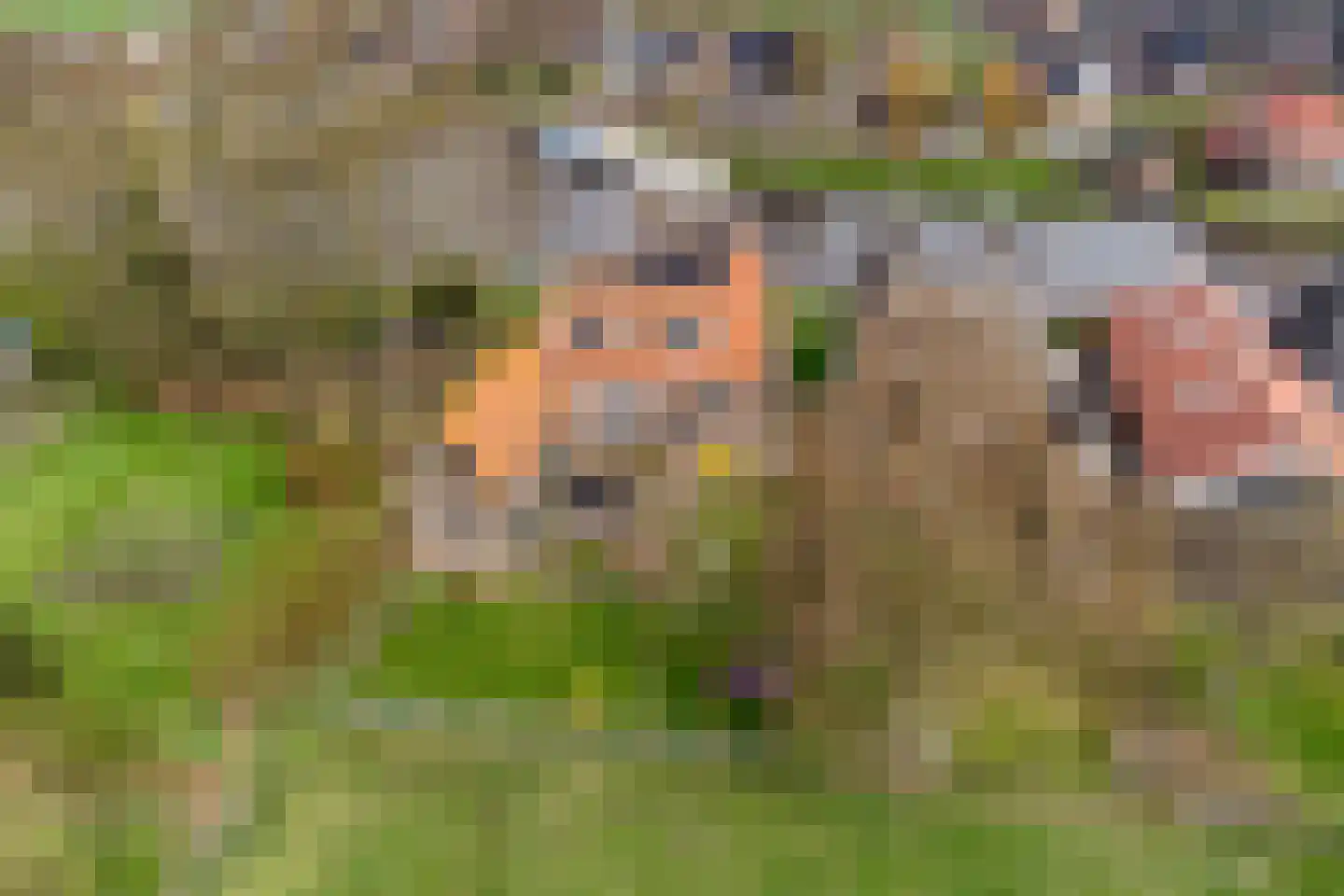 Hernepaed 5 Oosthem thumbnail 4