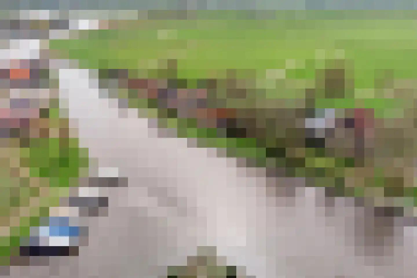 Hernepaed 5 Oosthem thumbnail 9