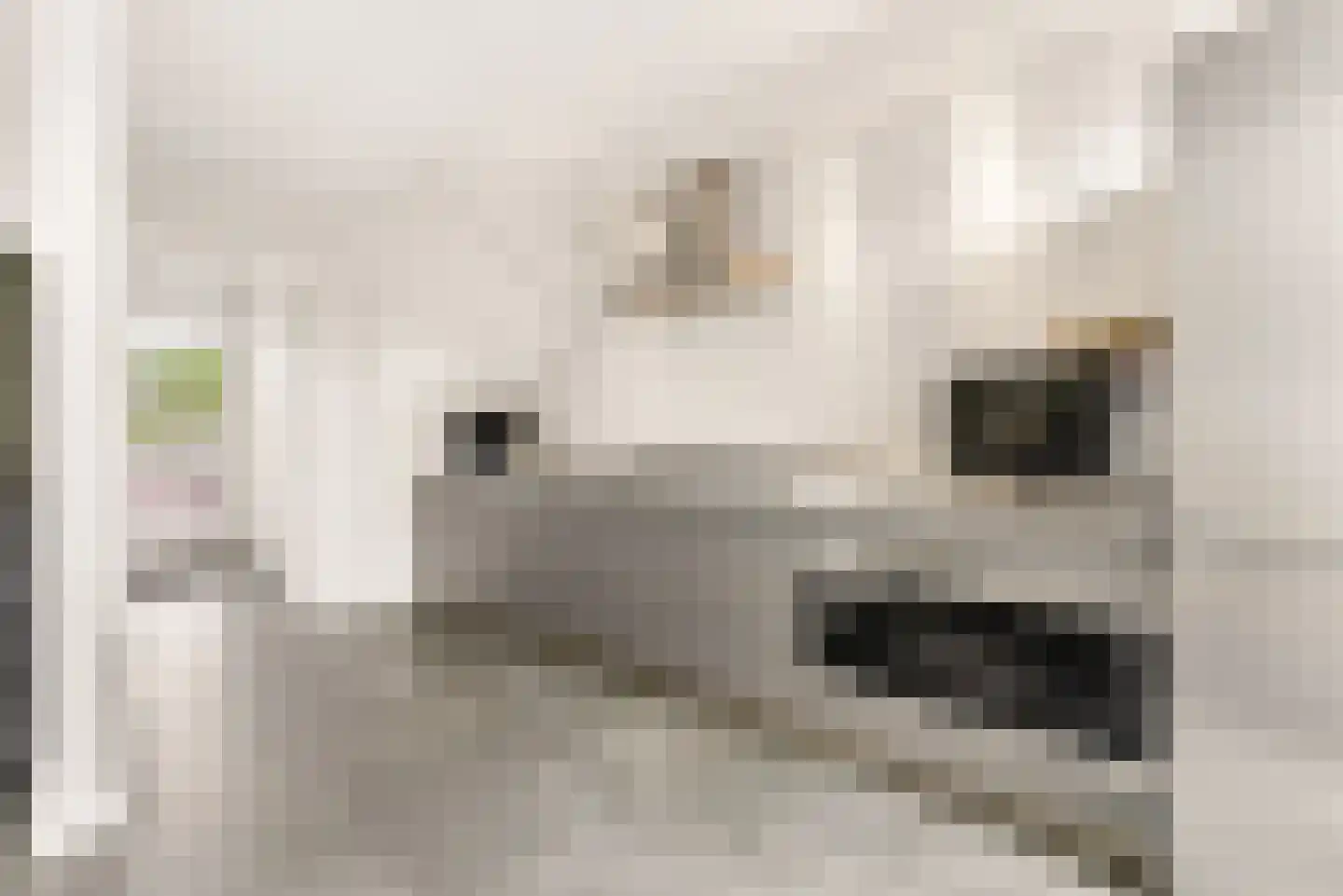 Herpenstraat 85 Uden thumbnail 8