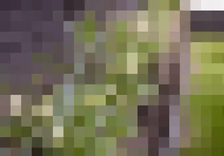 Herpenstraat 98 Uden thumbnail 33