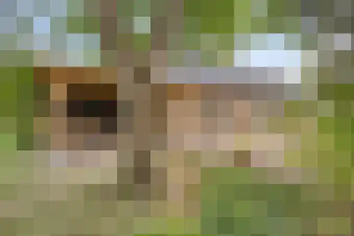 Hersel 3 Lierop thumbnail 47