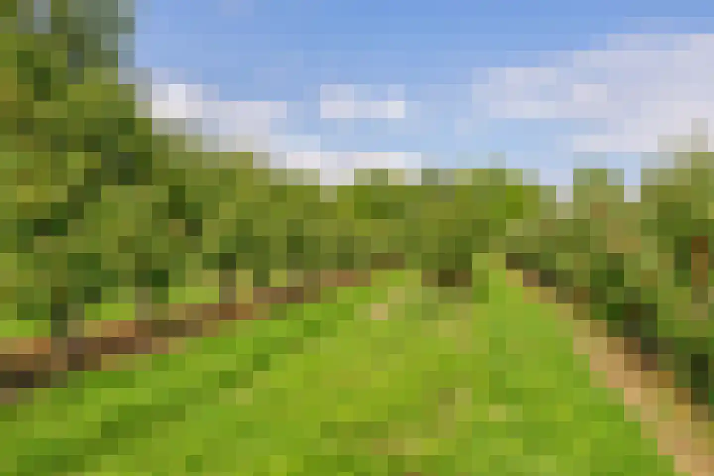 Hert 1 Baarlo thumbnail 40