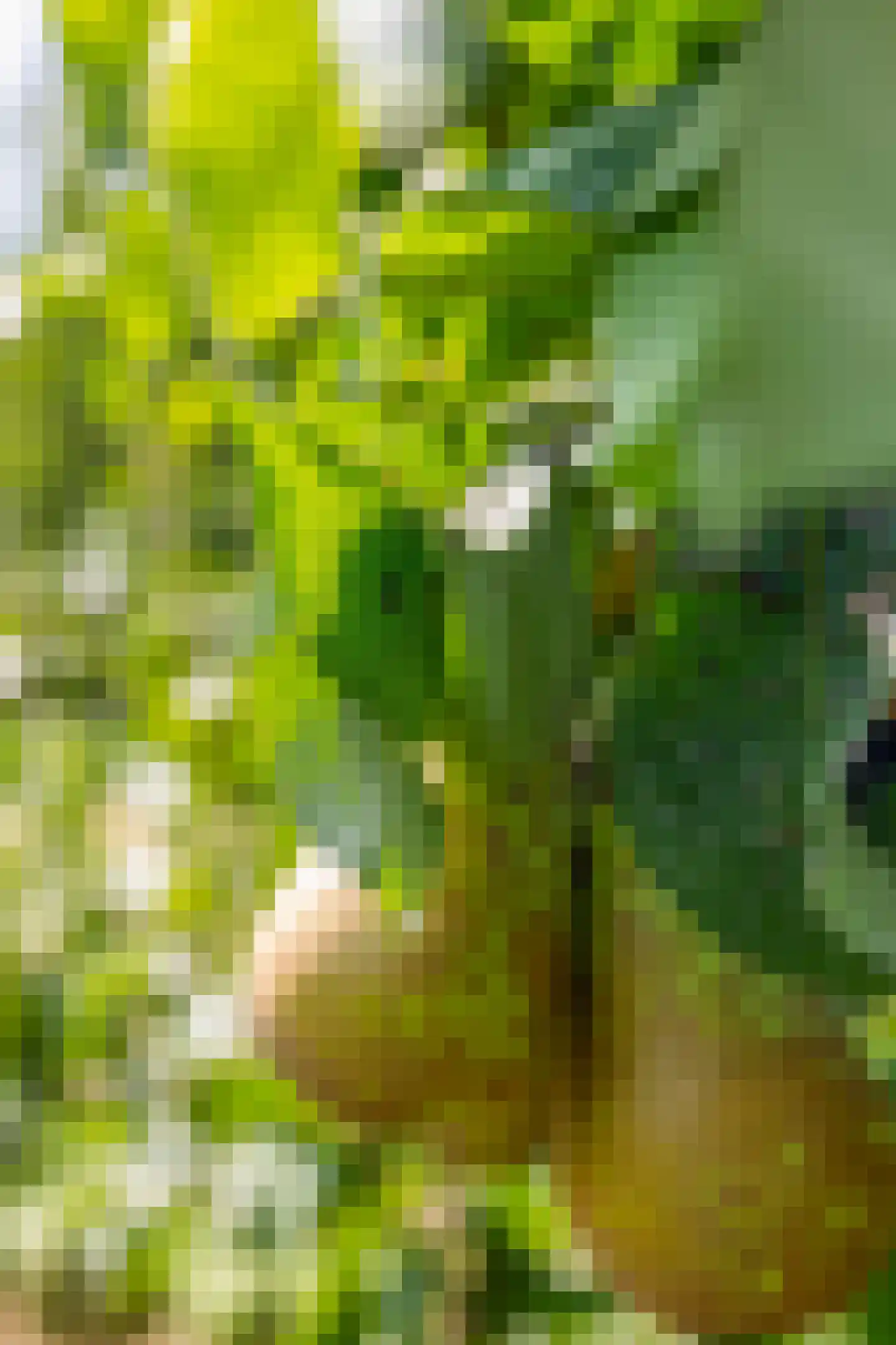 Hert 1 Baarlo thumbnail 9