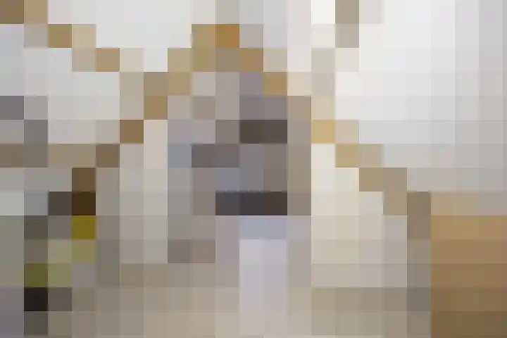 Hertenkamp 31 Horssen thumbnail 40