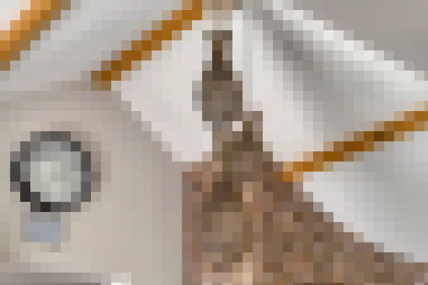 Hertenkampstraat 20 Mierlo thumbnail 24