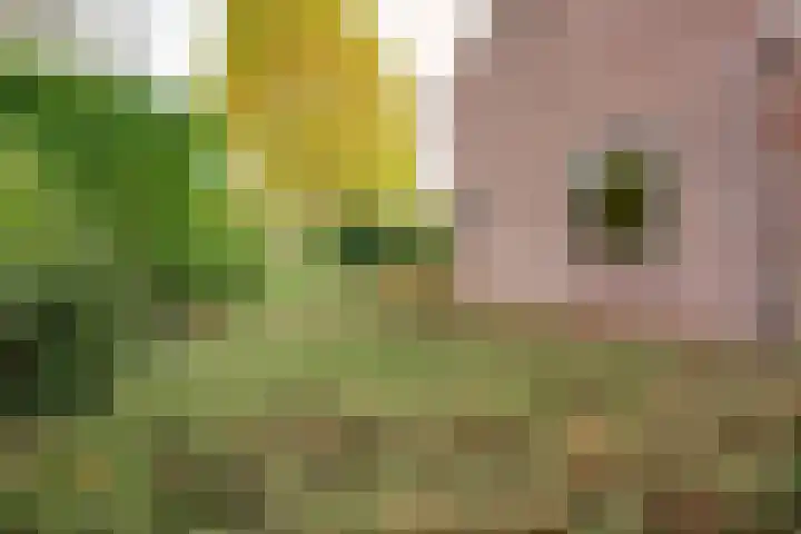 Hertenlaan 19 Hoeven thumbnail 36
