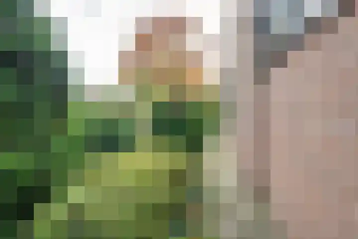 Hertenlaan 19 Hoeven thumbnail 38
