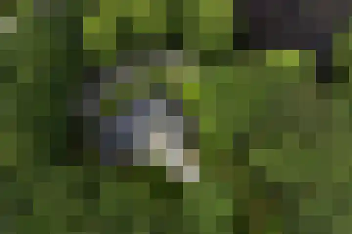 Hertenlaan 21 Den Dolder thumbnail 39