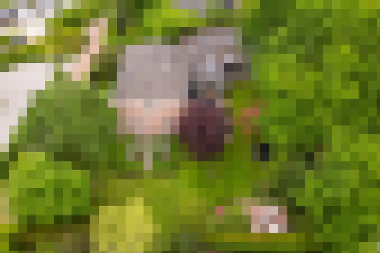 Hertenlaar 3 Bavel thumbnail 66