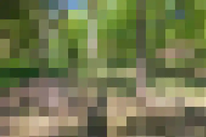 Hertenpad 14 Norg thumbnail 38