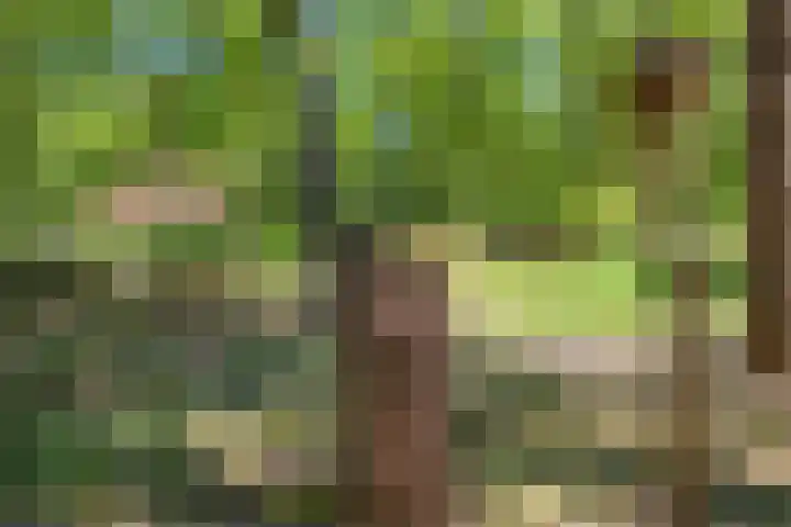 Hertenpad 14 Norg thumbnail 39