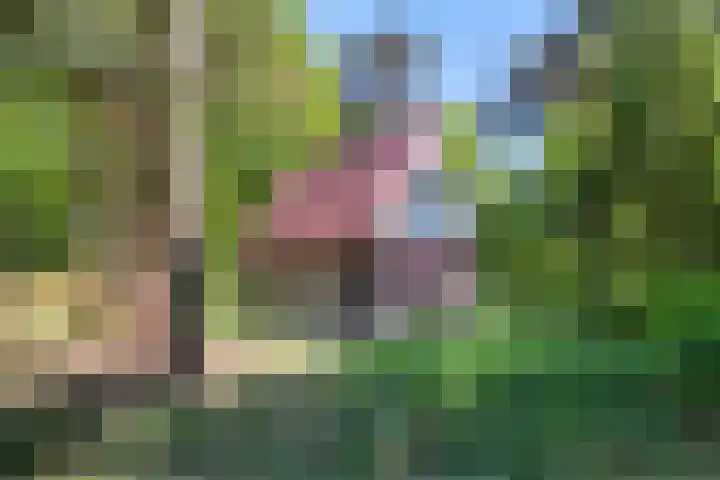 Hertenpad 14 Norg thumbnail 40