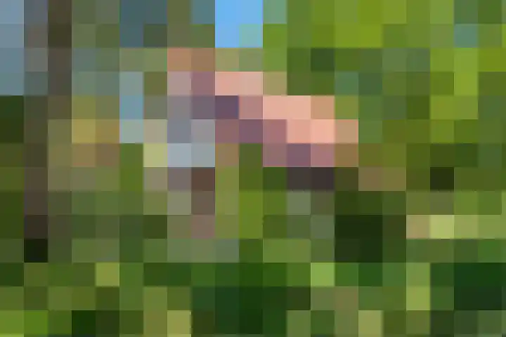 Hertenpad 14 Norg thumbnail 45