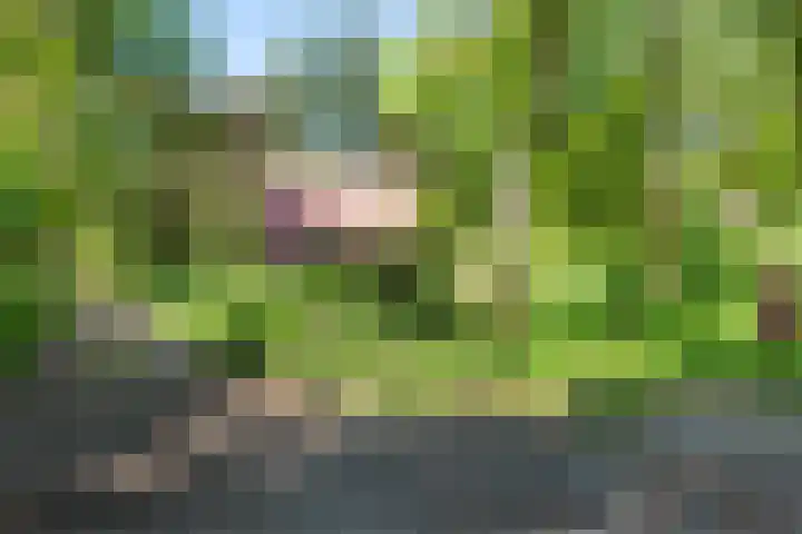Hertenpad 14 Norg thumbnail 46