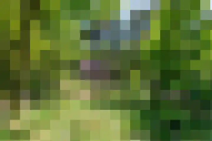 Hertenpad 14 Norg thumbnail 47