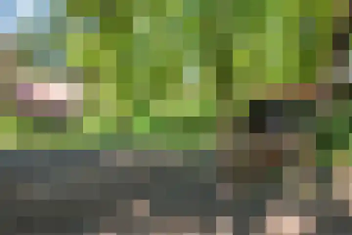 Hertenpad 14 Norg thumbnail 49
