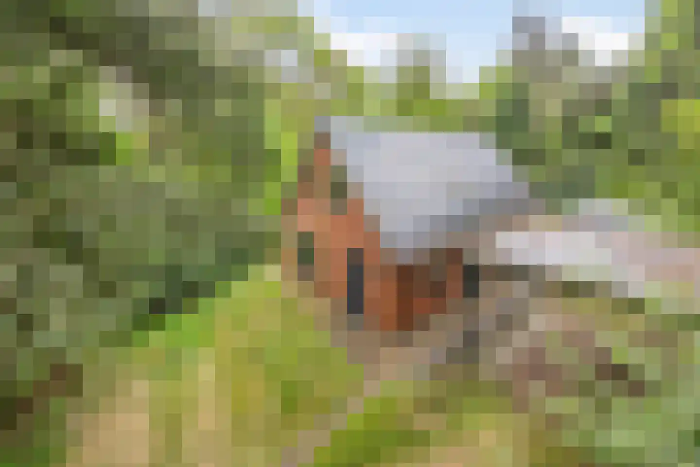 Hertenpad 6 Norg thumbnail 33