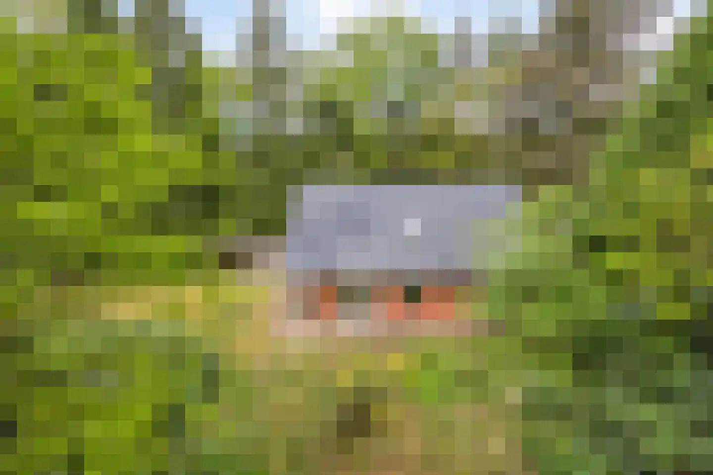 Hertenpad 6 Norg thumbnail 34