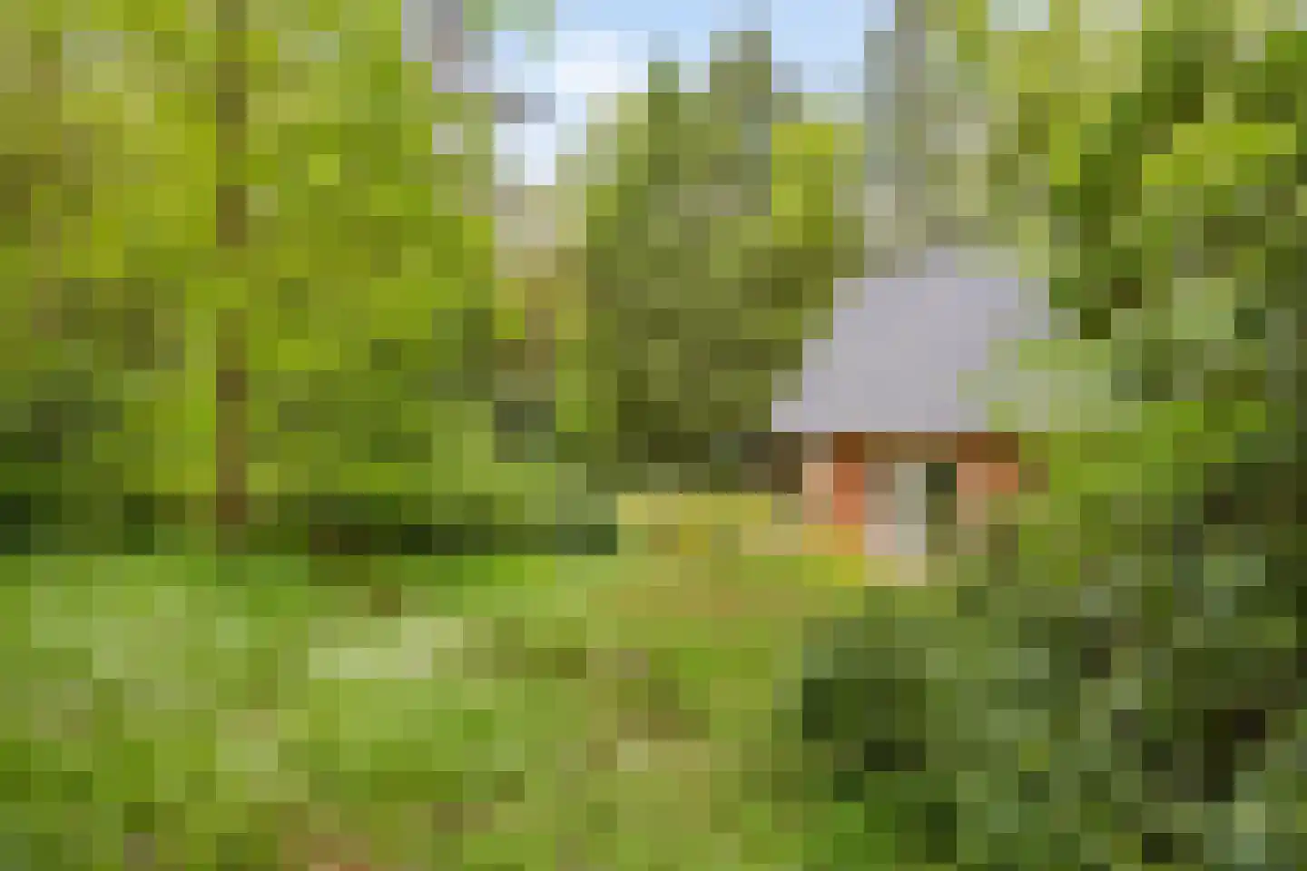 Hertenpad 6 Norg thumbnail 35