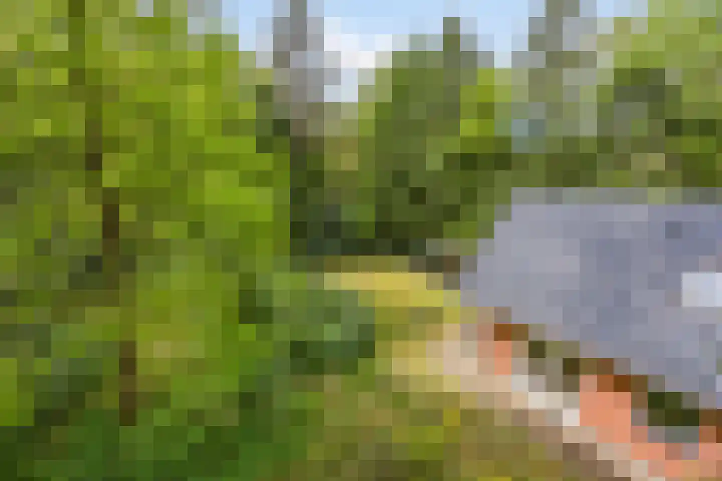 Hertenpad 6 Norg thumbnail 36