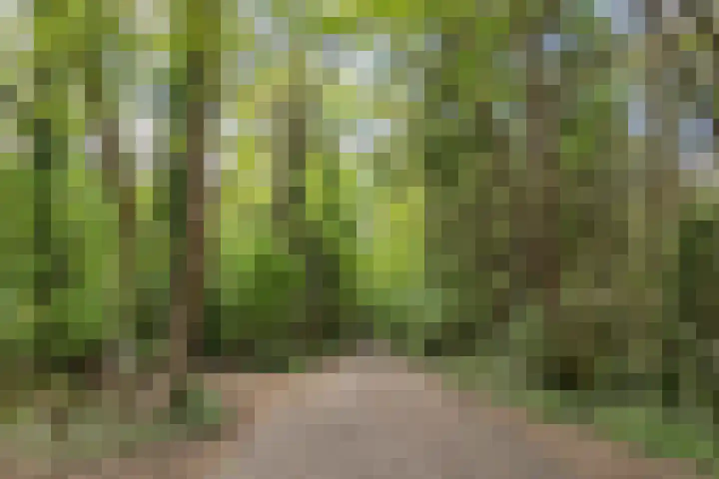 Hertenpad 6 Norg thumbnail 46