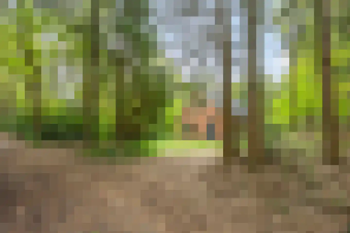 Hertenpad 6 Norg thumbnail 8