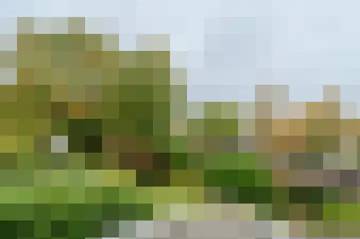 Hertespoor 11 Barneveld thumbnail 40