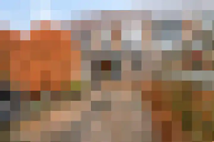 Hertespoor 52 Barneveld thumbnail 31