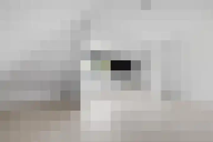 Hertog Albrechtlaan 17 Den Haag thumbnail 80