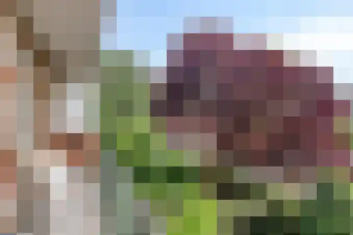 Hertog Hendriksingel 64 's-Hertogenbosch thumbnail 11