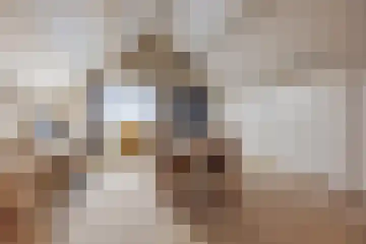 Hertog van Gelresingel 3 Horst thumbnail 30