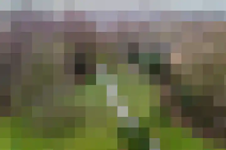 Hertogenven 40 Heemskerk thumbnail 45
