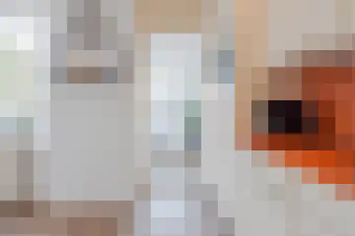 Hertogshoef 205 Raamsdonksveer thumbnail 28