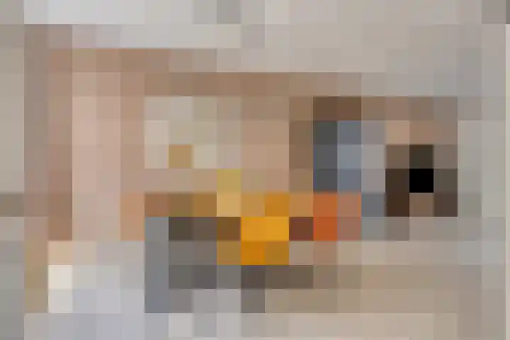Hertshooi 35 Mierlo thumbnail 7