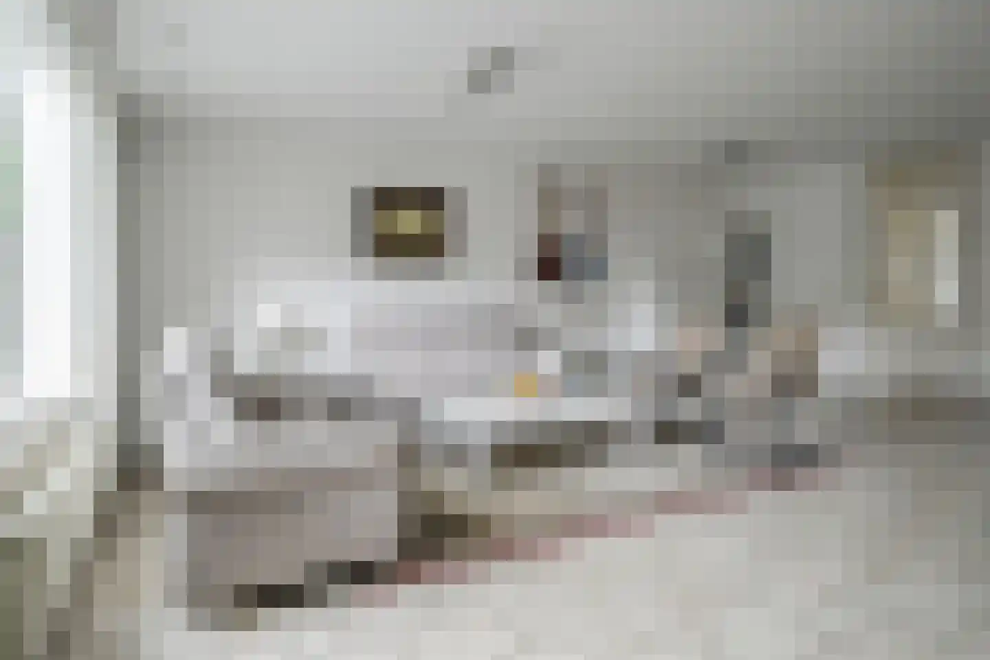 Hertshoornvaren 15 Bergschenhoek thumbnail 14