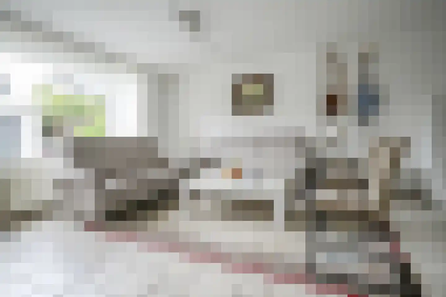Hertshoornvaren 15 Bergschenhoek thumbnail 22