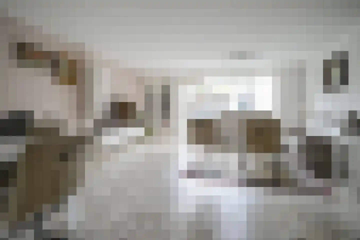 Hertshoornvaren 15 Bergschenhoek thumbnail 4