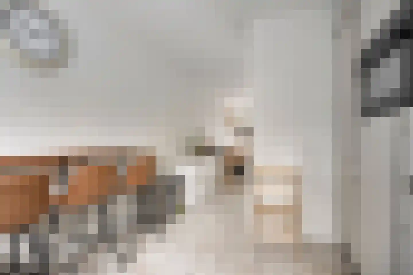 Hertshoornvaren 6 Bergschenhoek thumbnail 10