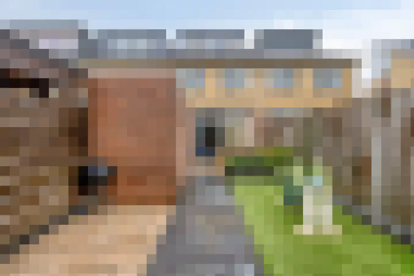 Hertshoornvaren 6 Bergschenhoek thumbnail 14