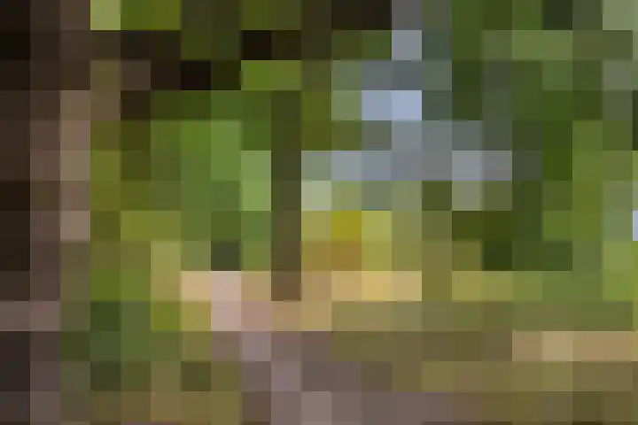 Herven 56 's-Hertogenbosch thumbnail 41