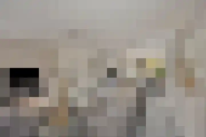Hescheweg 95 Oss thumbnail 14