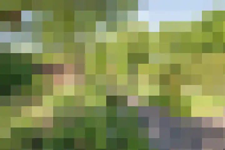 Hescheweg 95 Oss thumbnail 38