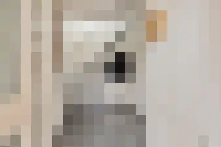 Hescheweg 95 Oss thumbnail 9