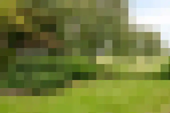 Hesseling 40 Prinsenbeek thumbnail 47