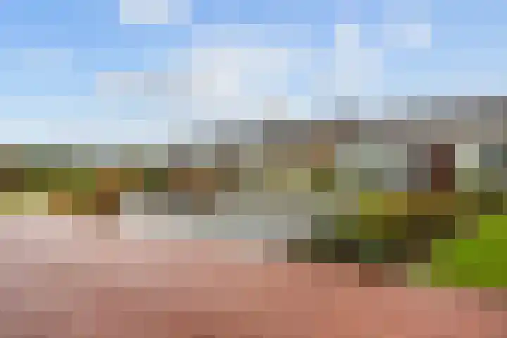Het Anker 42 Leek thumbnail 5