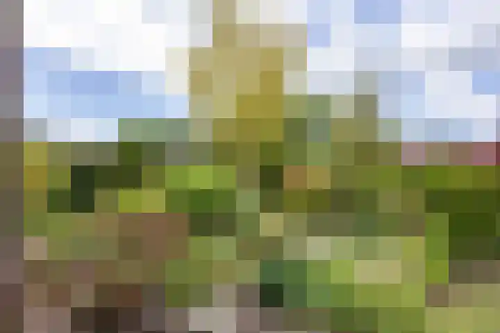 Het Anker 7 Leek thumbnail 21