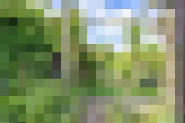 Het Anker 7 Leek thumbnail 50