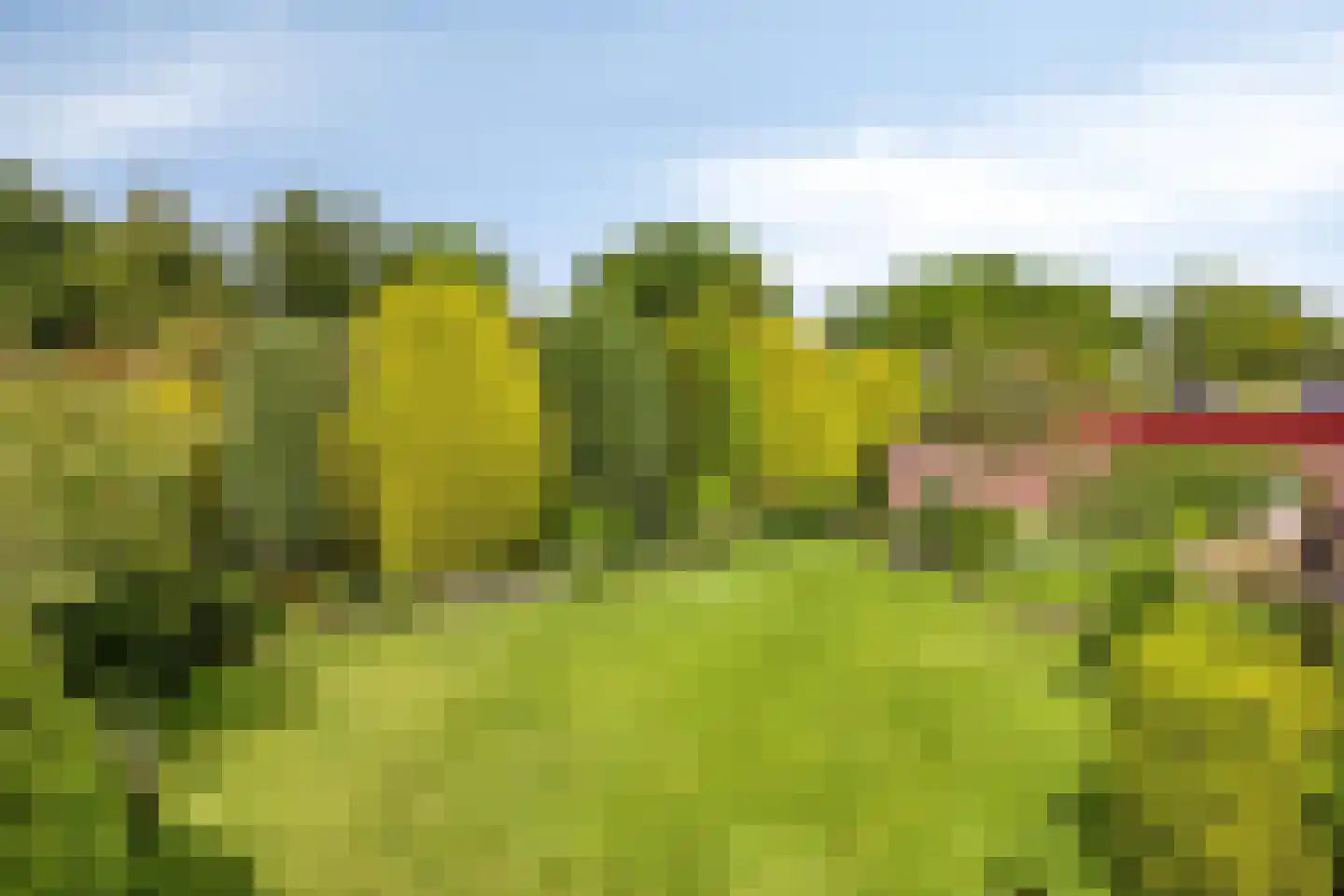 Het Baken 11 Leek thumbnail 40
